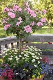 Patio Tree Rose in all its Glory!