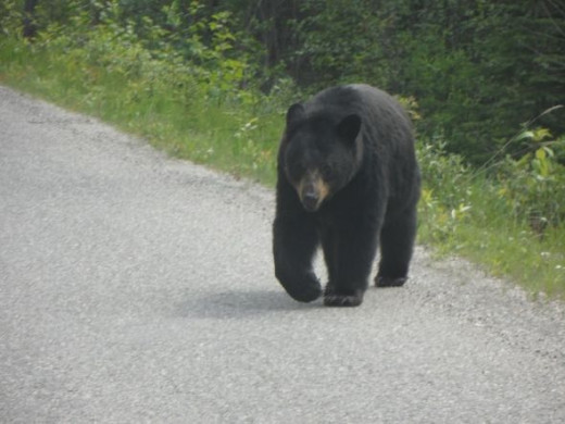 things to do in Jasper on a budget
