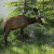 Elk on the roadside. Be smart and pull over only when safe to do so. The traffic on the highway is quite heavy at times. Elk on the roadside. Be smart and pull over only when safe to do so. The traffic on the highway is quite heavy at times.