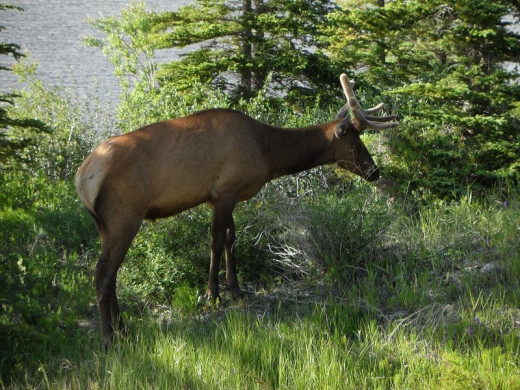 Elk on the roadside. Be smart and pull over only when safe to do so. The traffic on the highway is quite heavy at times.
