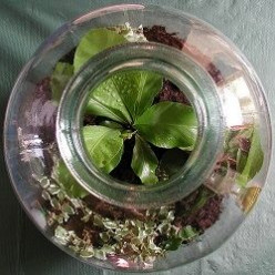 Bottle Gardens and Hanging Glass Terrariums