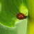 A Japanese ladybug strolls on the corn A Japanese ladybug strolls on the corn