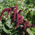 Purple amaranth sways in the breeze Purple amaranth sways in the breeze