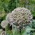 Onion flowers make a stunning display Onion flowers make a stunning display
