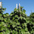 Prolific pole beans reach to the sky Prolific pole beans reach to the sky