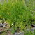 Feathery fennel grows in a grid Feathery fennel grows in a grid