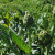 Artichokes are not only fascinating, but delicious Artichokes are not only fascinating, but delicious