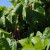 Healthy and prolific bean plants Healthy and prolific bean plants