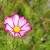 A beautiful cosmos flower - delightful A beautiful cosmos flower - delightful