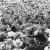 John Kennedy at a rally in Texas, meeting the crowds John Kennedy at a rally in Texas, meeting the crowds