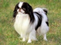 The Japanese Chin or Japanese Spaniel Dog Breed Facts