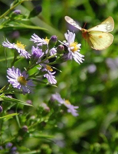 Orange sulfur alighting on an aster. Photo by wolfpix.