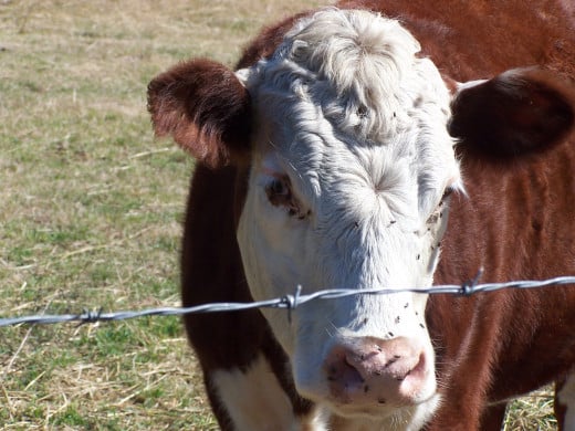 Don't say the cow went "Moooo." Find a way to describe the sound that is creative.