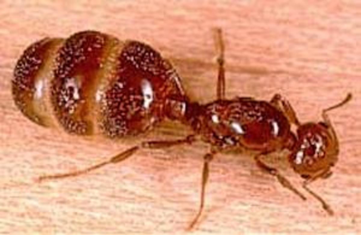 How To Get Rid Of Ants, Safely And Pesticide Free | HubPages