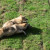 Gray Wolves ~ Teton Trek at the Memphis Zoo Gray Wolves ~ Teton Trek at the Memphis Zoo
