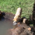 Gray Wolf ~ Teton Trek at the Memphis Zoo Gray Wolf ~ Teton Trek at the Memphis Zoo