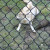 Gray Wolf ~ Teton Trek at the Memphis Zoo Gray Wolf ~ Teton Trek at the Memphis Zoo