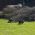 Grizzly Bears Photo by Sylvestermouse Grizzly Bears Photo by Sylvestermouse