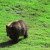 Baby Grizzly Bear Photo by Sylvestermouse Baby Grizzly Bear Photo by Sylvestermouse