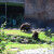 Grizzly Bear Photo by Sylvestermouse Grizzly Bear Photo by Sylvestermouse
