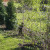 Hide & Seek Grizzly Bear Photo by Sylvestermouse Hide & Seek Grizzly Bear Photo by Sylvestermouse