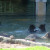 Grizzly Bear Swimming Party Photo by Sylvestermouse Grizzly Bear Swimming Party Photo by Sylvestermouse