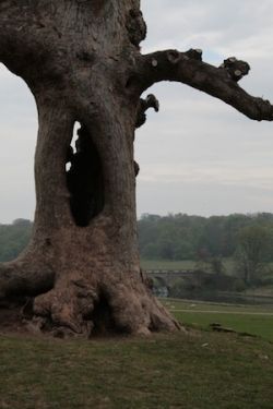 Hollow Tree