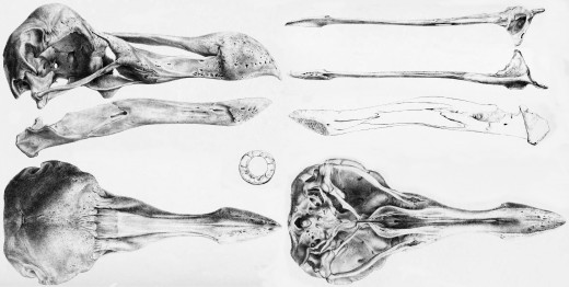 Skull of the Oxford Dodo specimen, public domain in countries with copyright term of life of the author plus 70 years, and in United States, as above.