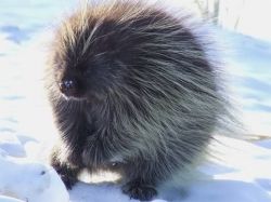 porcupine