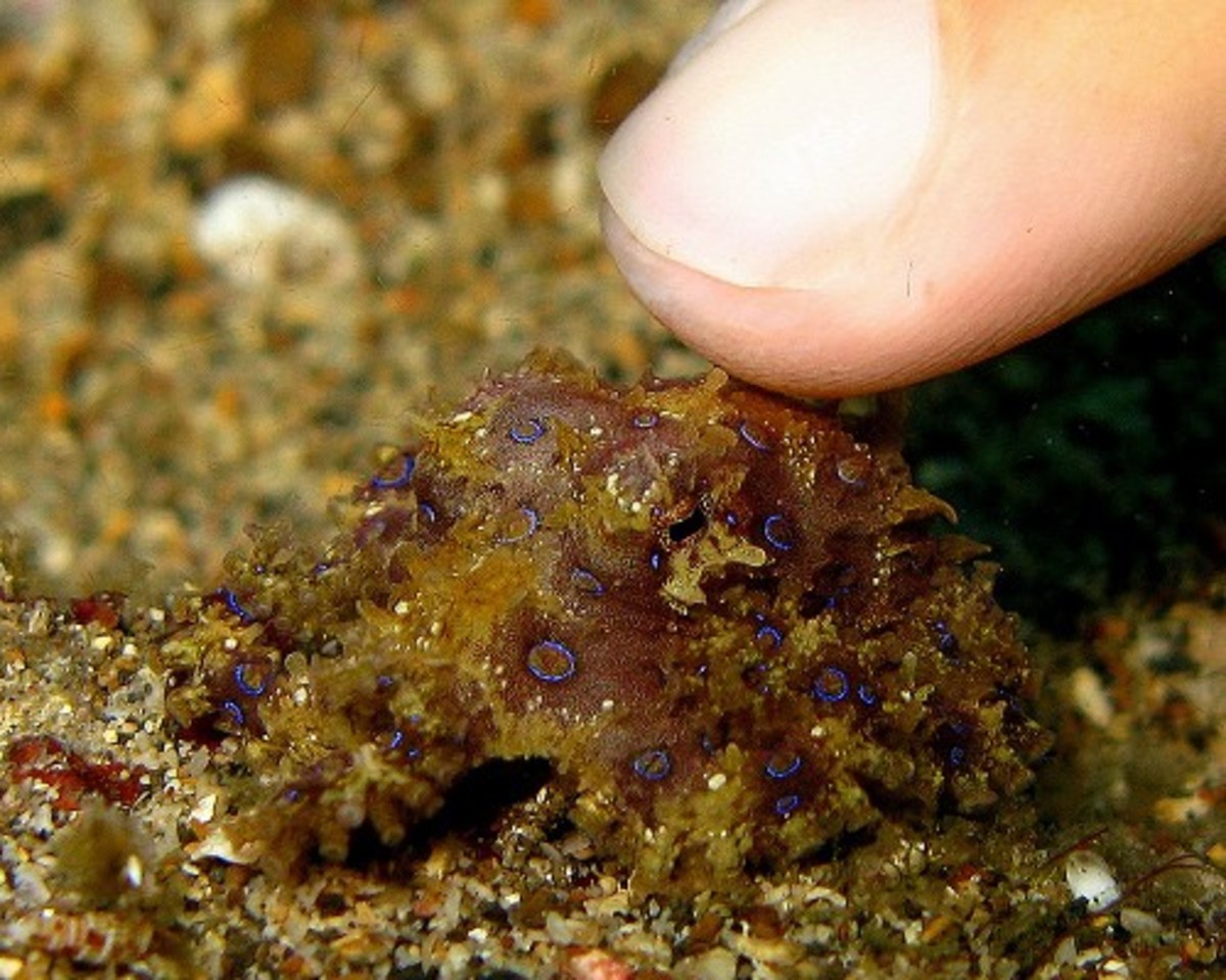 A young tiny blue ringed octopus. 