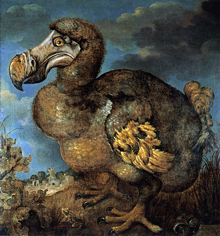 Dodo by Jan Savery, 1651, now in the Oxford University Museum of Natural History, public domain.