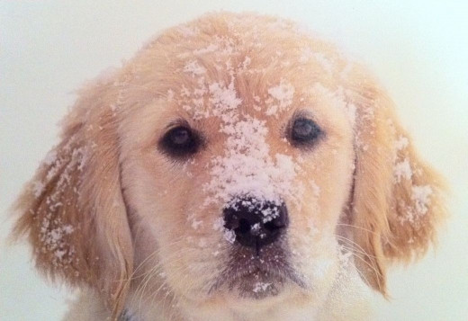 photo of a Christmas card I rec'd
