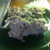 Remove carcasses from the broth, set aside and let cool.
