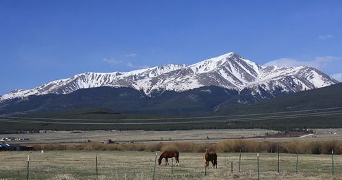 Mount Elbert and horses, near Leadville, Colorado