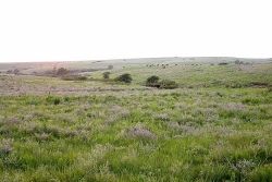 Konza Prairie with buffalo in background