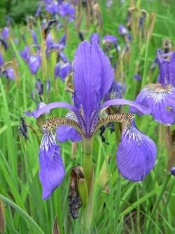 Iris - the plant
