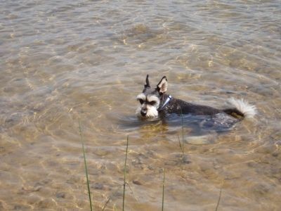 My Pal Scooter.  Cooling down after a run on the beach.
