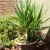 Pineapple plants grown from the tops of fresh pineapples. Pineapple plants grown from the tops of fresh pineapples.