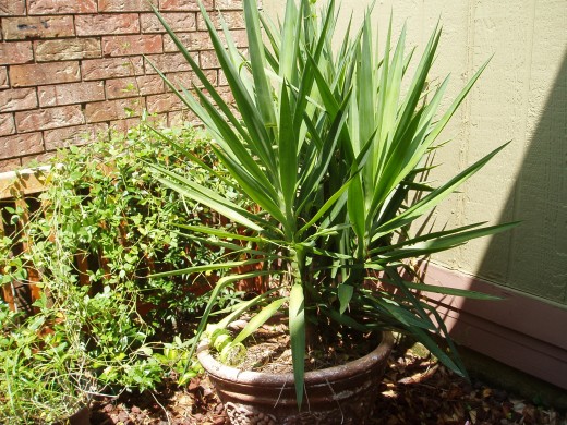 Pineapple plants grown from the tops of fresh pineapples.
