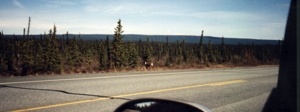 Elk alongside the road to Valdez from Anchorage