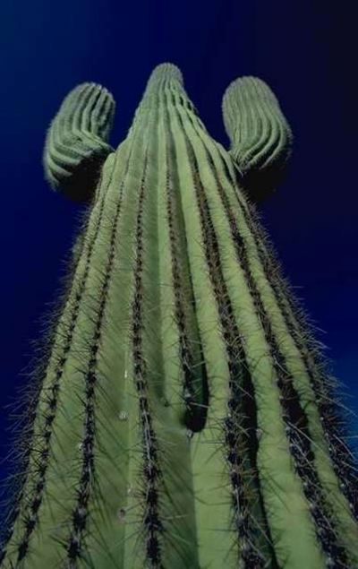 How Odd is it That a Cactus Grows in the Desert