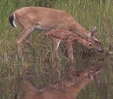 A Mother and her baby drinking from the bayou off the Gulf of Mexico