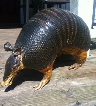 A preserved armadillo on a pier out on the bayou