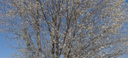 Do you see the Cardinal in the tree?