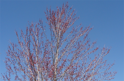 Red buds against the sky