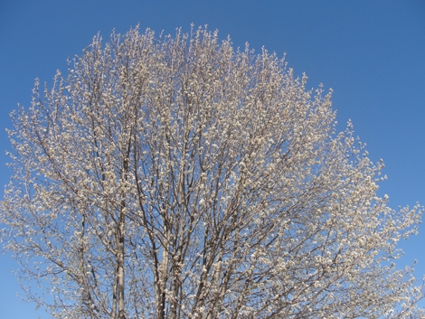 White buds against the sky