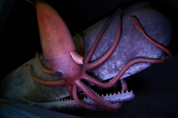Giant Squid and Sperm Whale