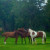 Chestnut, Bay, Paint Chestnut, Bay, Paint