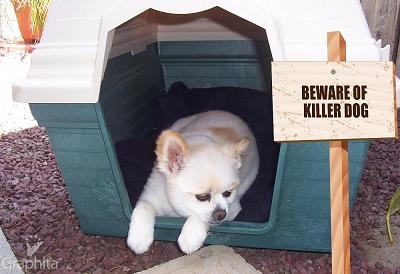 My "Killer" Guard Dog