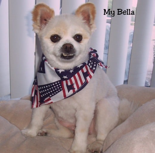 Bella ~ Ready For The 4th Of July!